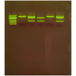 EDVOTEK™ Nucleic Acid Testing for COVID-19 with SYBR™ Safe