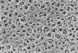 Sartorius Cellulose Acetate Membrane Filter