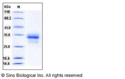 Sino Biological Recombinant Human IL-29/IFN-lambda 1 Protein (His Tag)
