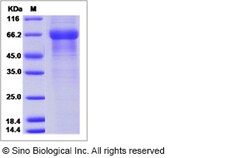 Sino Biological Recombinant Human KLK15 Protein (hFc Tag), Quantity: Each