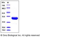 Sino Biological Human SCGN / Secretagogin Protein (His Tag) 100ug, Quantity: