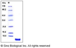 Sino Biological Recombinant Human S100P Protein, Amine-Labeled Biotinylated,