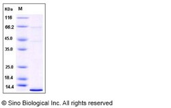 Sino Biological Recombinant Human Neuritin/NRN1 Protein (His Tag), Quantity: