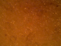 Cell Systems Corporation Primary Human Glomerular Microvascular Endothelial