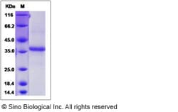 Sino Biological Recombinant Human Claudin-11 Protein (mFc Tag), Quantity: