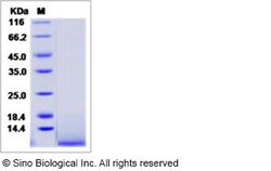 Sino Biological Recombinant Human IGF-II Protein, Quantity: Each of 1