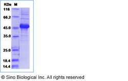 Sino Biological Recombinant Human IL-23 P19/IL23A Protein (hFc Tag), Quantity: