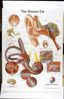3B Scientific Chart 500mm x 670mm The Human Ear, Quantity: Each