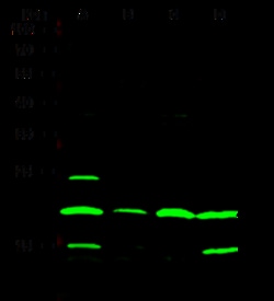 Sino Biological Human SUMO1 PAb 100ul (Sino Biological), Quantity: Each