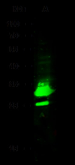 Sino Biological Human HNMT PAb 100ul (Sino Biological), Quantity: Each