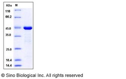 Sino Biological Recombinant Human PTP4A2 Protein (GST Tag), Quantity: Each