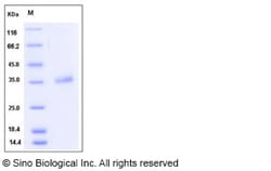Sino Biological Recombinant Human IGFBP7 Protein (His Tag) 1, Quantity: