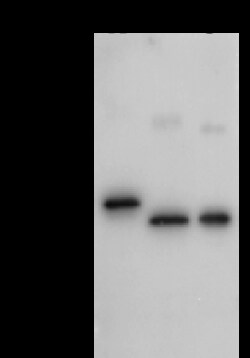 Sino Biological Aequorea victoria GFP Tag PAb 20ul (Sino Biological), Quantity:
