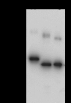 Sino Biological Aequorea victoria GFP Tag PAb 20ul (Sino Biological), Quantity: