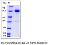 Sino Biological Recombinant Human Tissue Factor Protein (hFc Tag), HPLC-verified