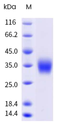 Sino Biological&nbsp;Recombinant Human Bikunin/AMBP Protein (His Tag), Biotinylated, HPLC-verified 20 µg