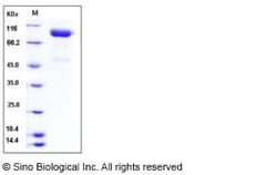 Sino Biological Human SLITRK4 / Slitrk4 Protein (His Tag) 100ug, Quantity: