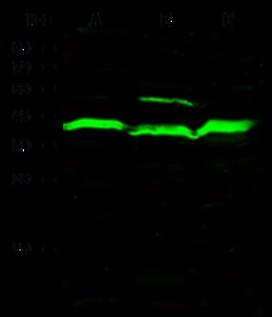 Sino Biological Human ADK PAb 100ul (Sino Biological), Quantity: Each of