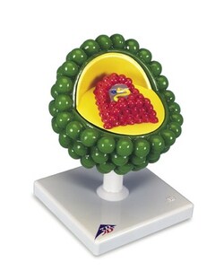 3B Scientific Virus model AIDS, Quantity: Each