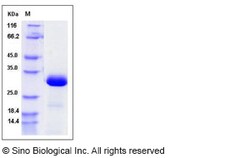 Sino Biological Recombinant Human PHOSPHO1 Protein (His Tag), Quantity: