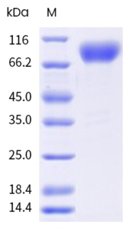 Sino Biological&nbsp;Recombinant Human Fc epsilon RI Protein (hFc & AVI Tag), HPLC-verified 20