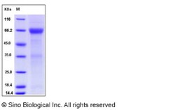 Sino Biological Human ADCYAP1R1 Protein (Fc Tag) 50ug, Quantity: Each of