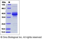 Sino Biological Human CALCA / CGRP Protein (Fc Tag) 100ug, Quantity: Each
