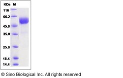 Sino Biological Recombinant Human TMEM27 Protein (hFc Tag), Quantity: Each