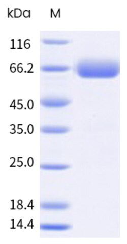 Sino Biological&nbsp;Recombinant Human EPCR Protein (hFc Tag), Biotinylated, HPLC-verified 100