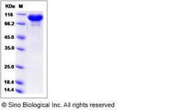 Sino Biological Recombinant Human ERP72 Protein (hFc Tag), Quantity: Each