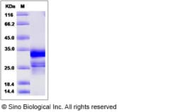 Sino Biological Human CNPY4 Protein (His Tag) 100ug, Quantity: Each of