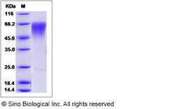 Sino Biological Recombinant Human CLM-9 Protein, Quantity: Each of 1