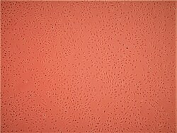 Cell Systems Corporation Primary Human Pancreatic Microvascular Endothelial