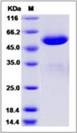 Sino Biological Recombinant Human BTN3A3 Protein (mFc Tag), Quantity: Each