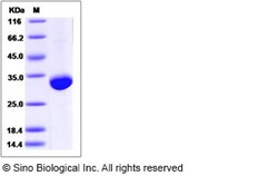 Sino Biological Recombinant Human BTN3A3 Protein (His Tag), Quantity: Each