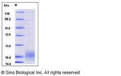 Sino Biological Recombinant Human XCL2 Protein (His Tag), Quantity: Each