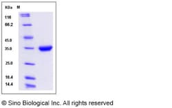 Sino Biological Recombinant Human IgG4 Protein (S108P), HPLC-verified,
