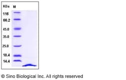 Sino Biological Recombinant Human SDF-1/CXCL12 Protein (isoform a), Quantity: