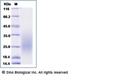 Sino Biological Recombinant Human PAR1 Protein (His Tag), HPLC-verified,