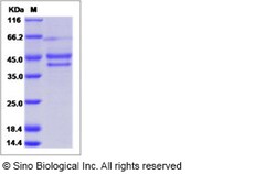 Sino Biological Recombinant Human CYTL1 Protein (mFc Tag), Quantity: Each