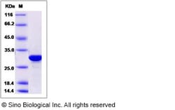 Sino Biological Recombinant Human BPHL Protein (His Tag), Quantity: Each
