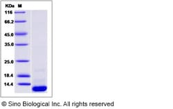 Sino Biological Recombinant Human BOLA1 Protein (His Tag), Quantity: Each