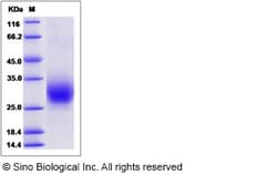 Sino Biological Recombinant Human RAMP3 Protein (hFc Tag), Quantity: Each