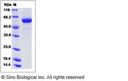 Sino Biological Recombinant Human PAI-1/Serpin E1 Protein (His Tag), HPLC-verified,