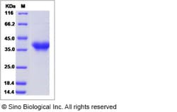 Sino Biological Recombinant Human PILR-alpha/FDF03 Protein (His Tag) 1,