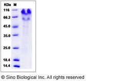 Sino Biological Recombinant Human PSGL-1/CD162 Protein (His Tag), Quantity: