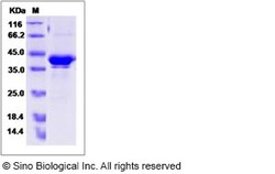 Sino Biological Human GPHA2 / Glycoprotein hormone alpha 2 Protein (Fc