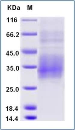 Sino Biological Human NKG2A / CD159A / KLRC1 Protein (His Tag), Biotinylated