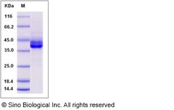 Sino Biological Recombinant Human IgG3 Protein, HPLC-verified, Quantity: