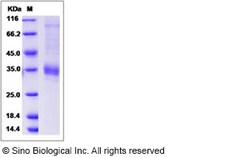 Sino Biological Recombinant Human BPIFA2 Protein (His Tag), Quantity: Each